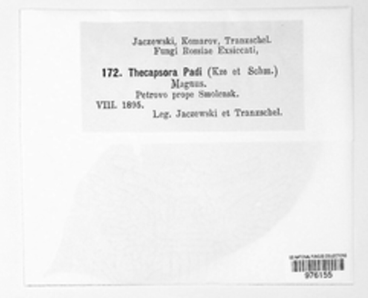 Thekopsora areolata image